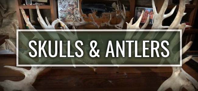 Still Waters Ranch Skulls & Antlers